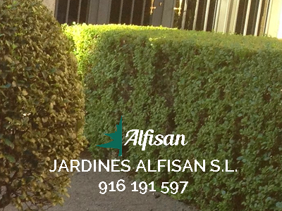 Empresa de jardineria comunidades Madrid