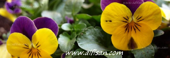 Jardineria ALFISAN S.L.