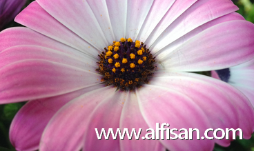 flor en jardin ALFISAN S.L.