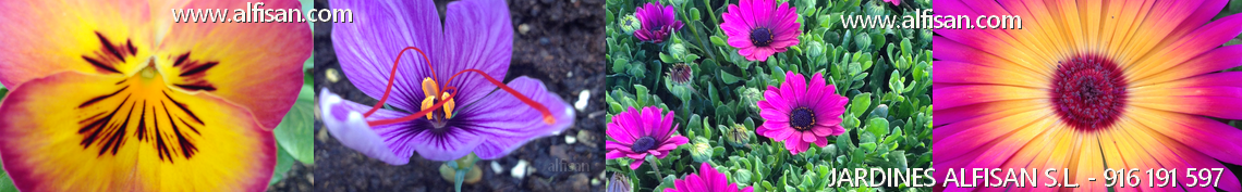 Tareas del jardin Alfisan
